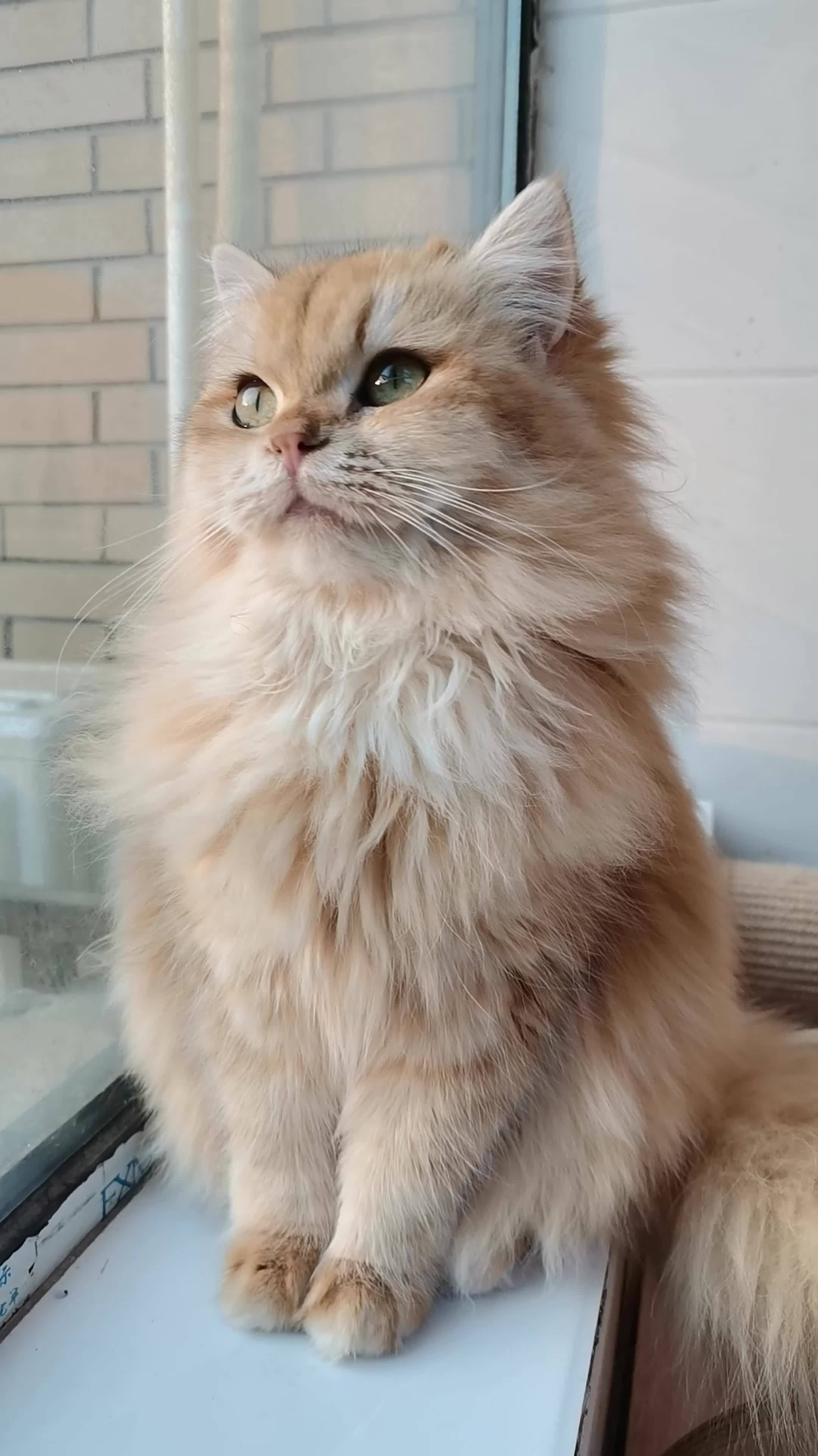 萌宠出道计划 创作灵感 铲屎官的乐趣 金渐层 英国长毛猫 没有小猫会