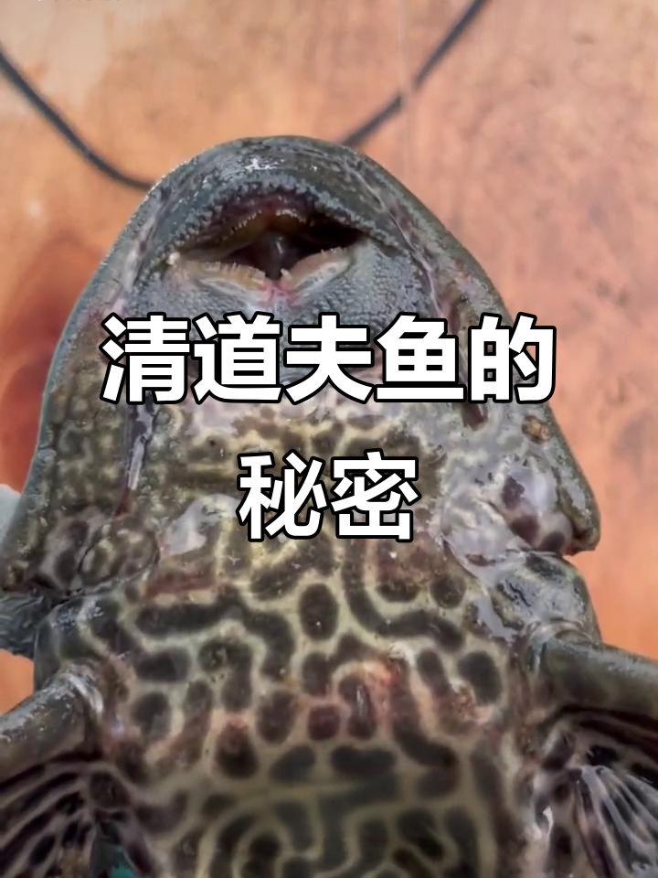 清道夫鱼:从吃便便到入侵物种,鱼肉竟能生食!
