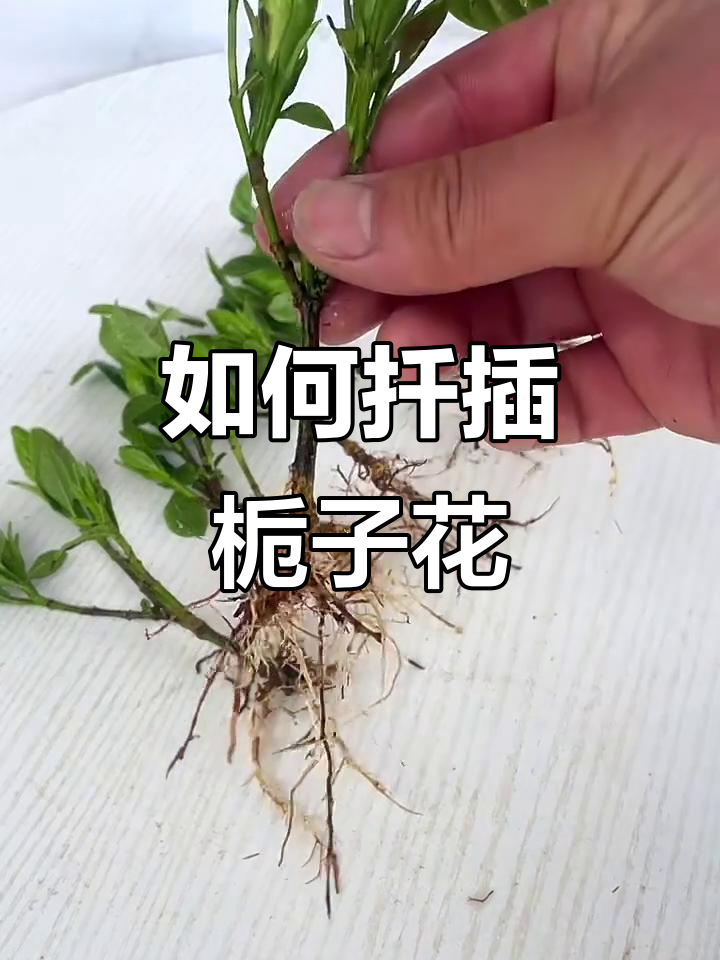 栀子花扦插技巧,轻松学会繁殖方法