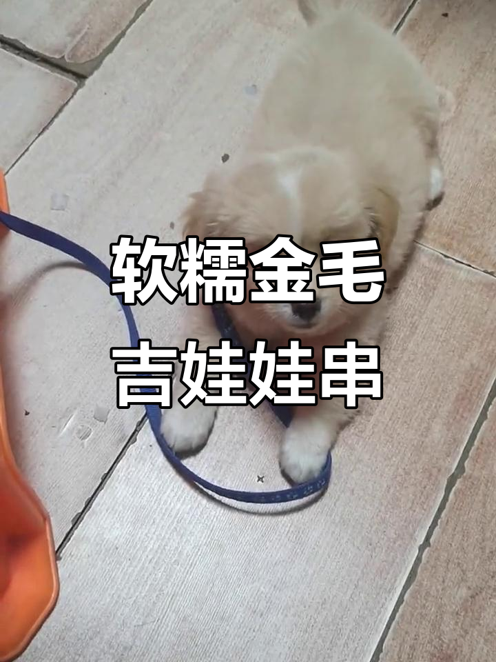 金毛泰迪与吉娃娃的混血宝宝,萌态十足让人爱不释手