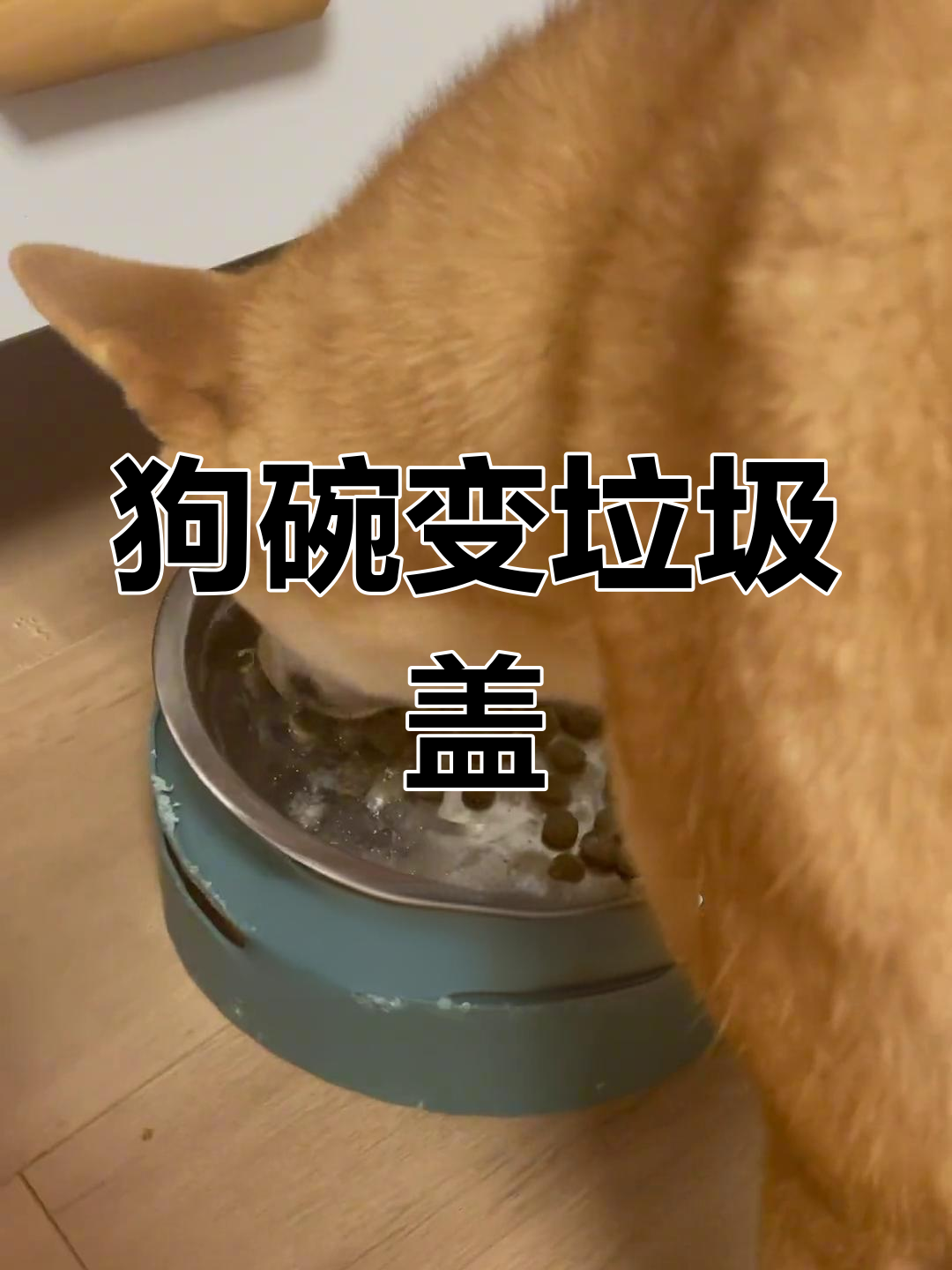 狗狗的"饭盆"竟然是垃圾桶盖,主人这样改造太搞笑了