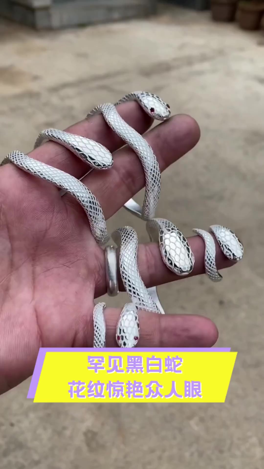 罕见黑白蛇,花纹惊艳众人眼