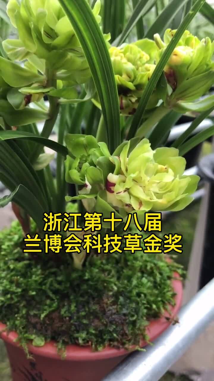 历届兰花金奖图片