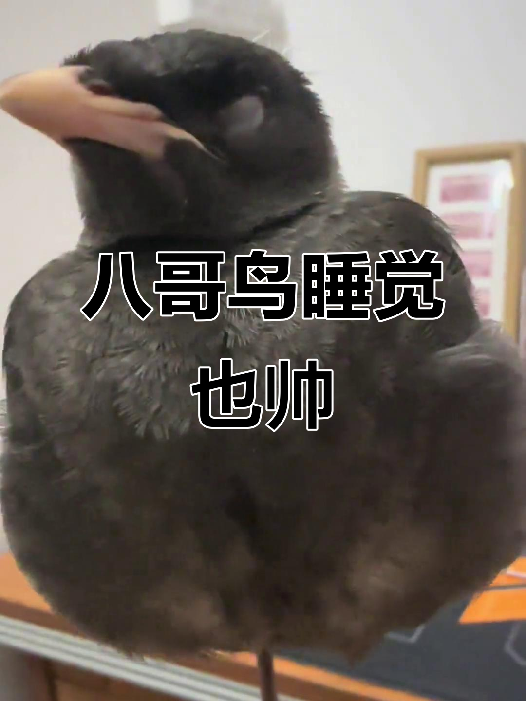 八哥鸟的帅气睡姿,连梦中都这么酷
