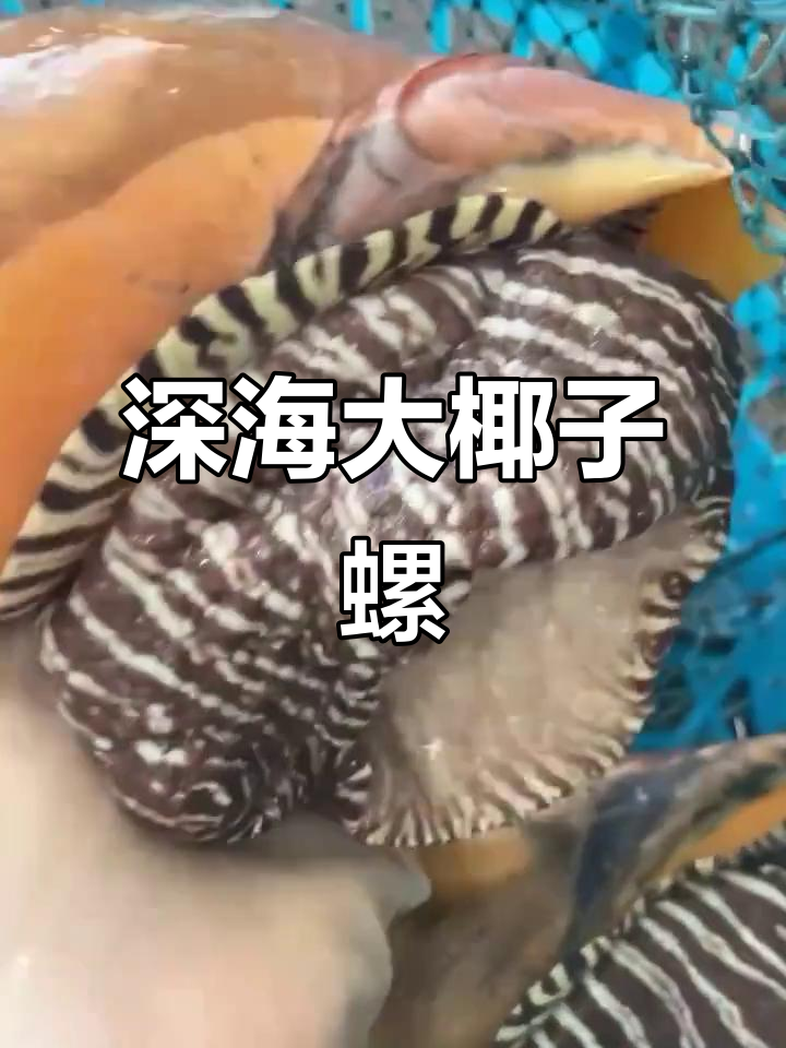东山岛野生大椰子螺,深海捕捞的绝味海鲜