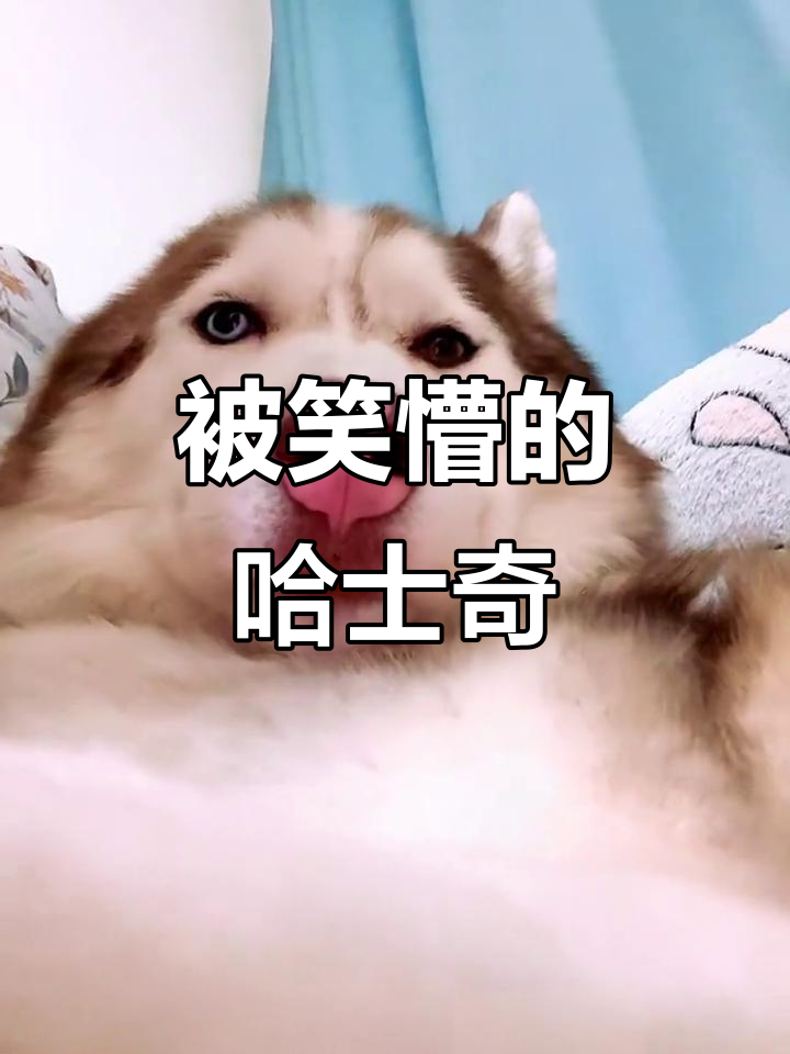 哈士奇被嘲笑后表情超搞笑,嘴巴张不开还求饶