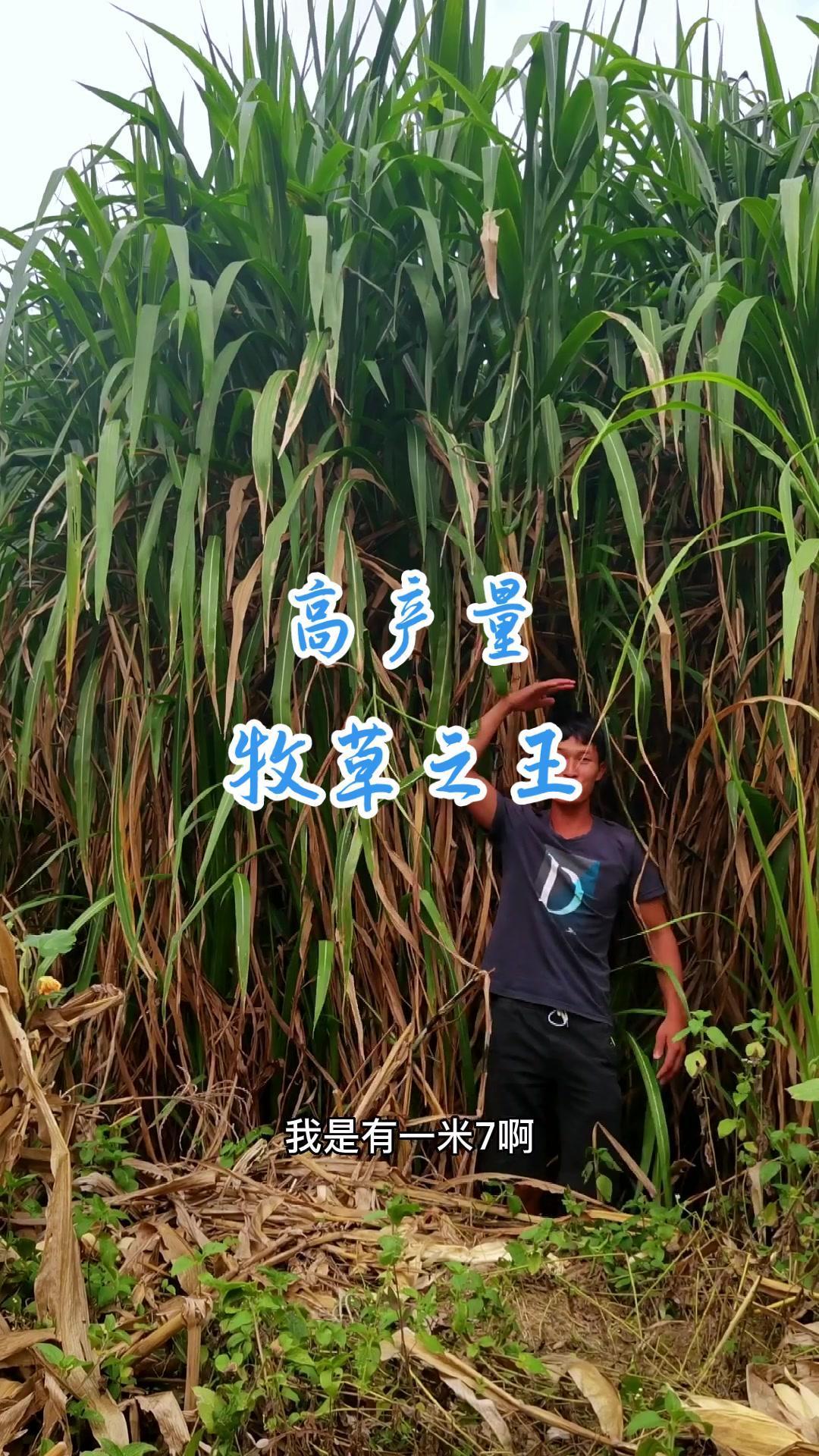 养殖首选高产量牧草,甜象草 中华良草 红象草种植一次可收割10-20年