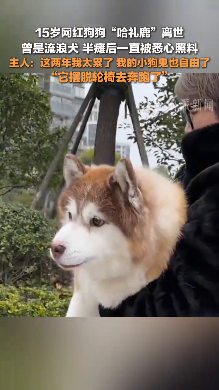 15岁网红狗狗哈礼鹿离世
