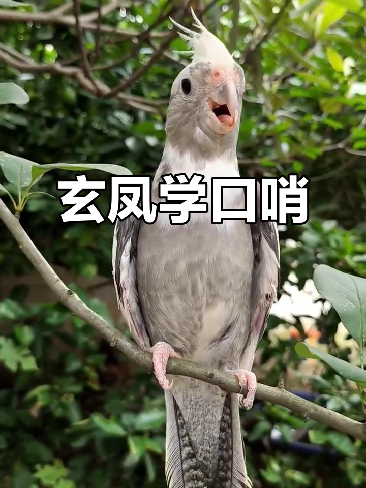 玄凤鹦鹉学会吹口哨,声音超萌!