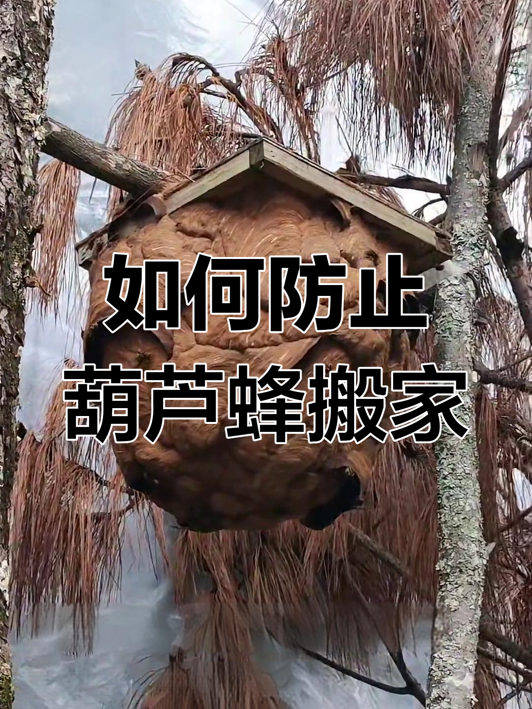 葫芦蜂搬家技巧分享