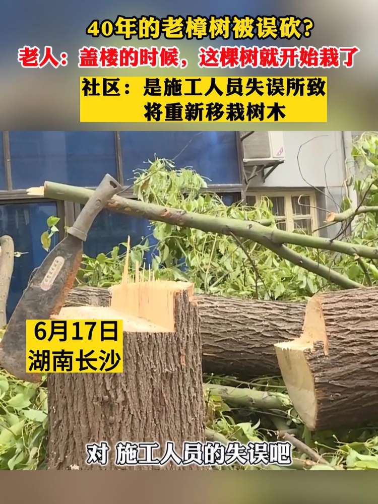 40年的老樟树被误砍?老人:盖楼的时候,这棵树就开始栽了.社区:是施工人员失误所致,将重新移栽树木