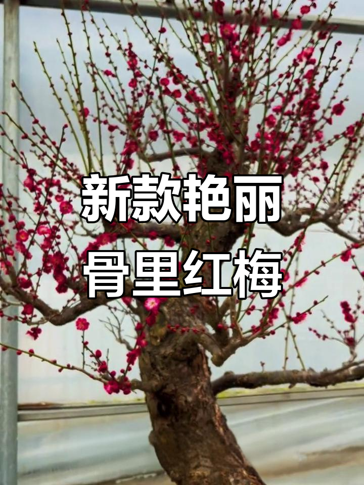 骨里红梅花新品种,颜色鲜艳亮丽
