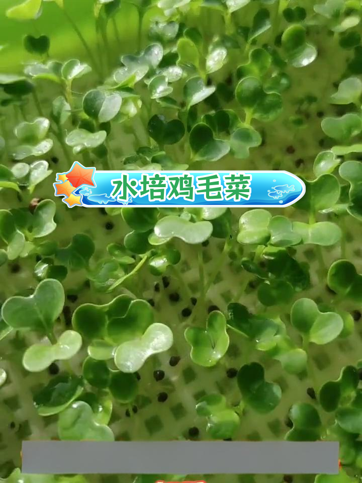 鸡毛菜水培种植,轻松又卫生
