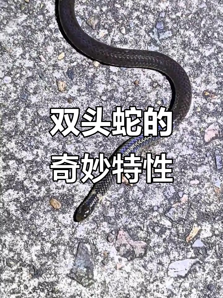 钝尾两头蛇,奇特无毒,尾部能反方向移动