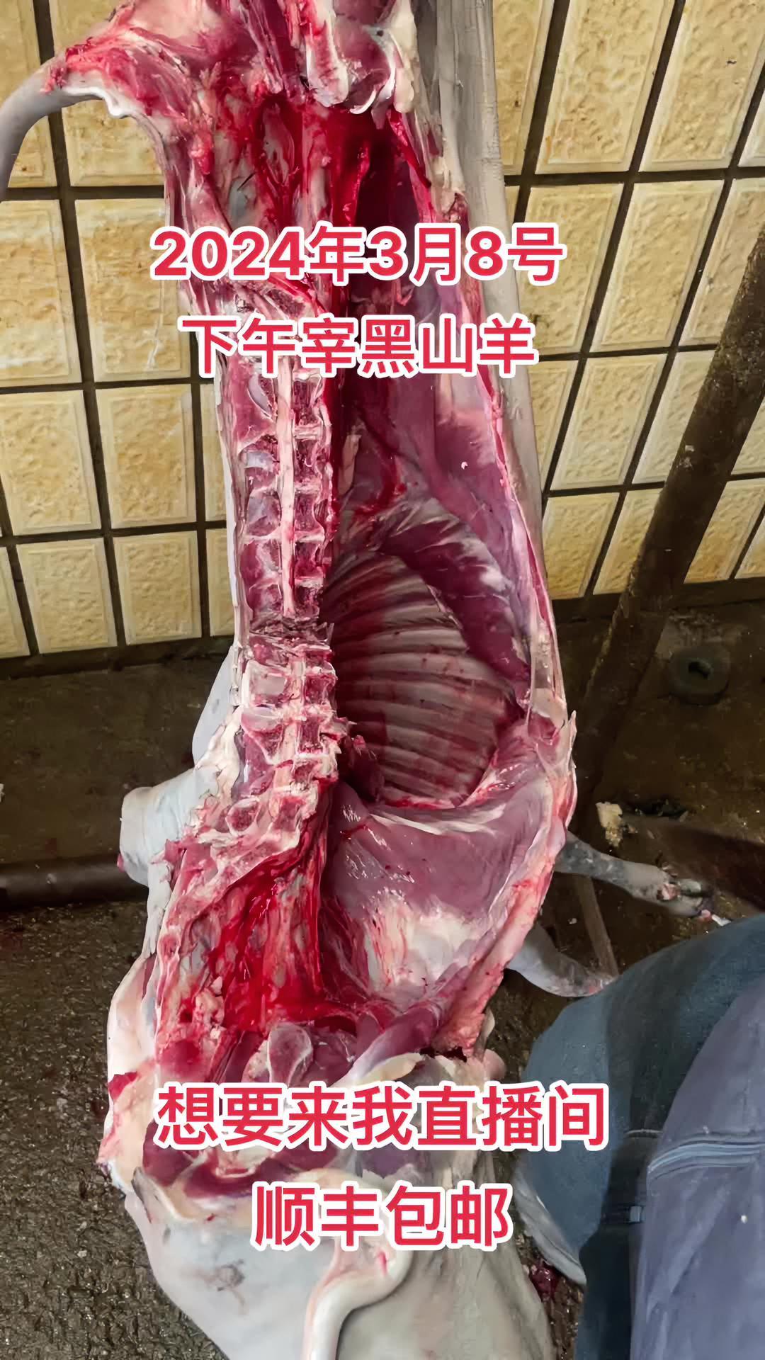 今天宰黑山羊需要黑山羊肉下午2:00直播提前预定 黑山羊 每天都是新鲜