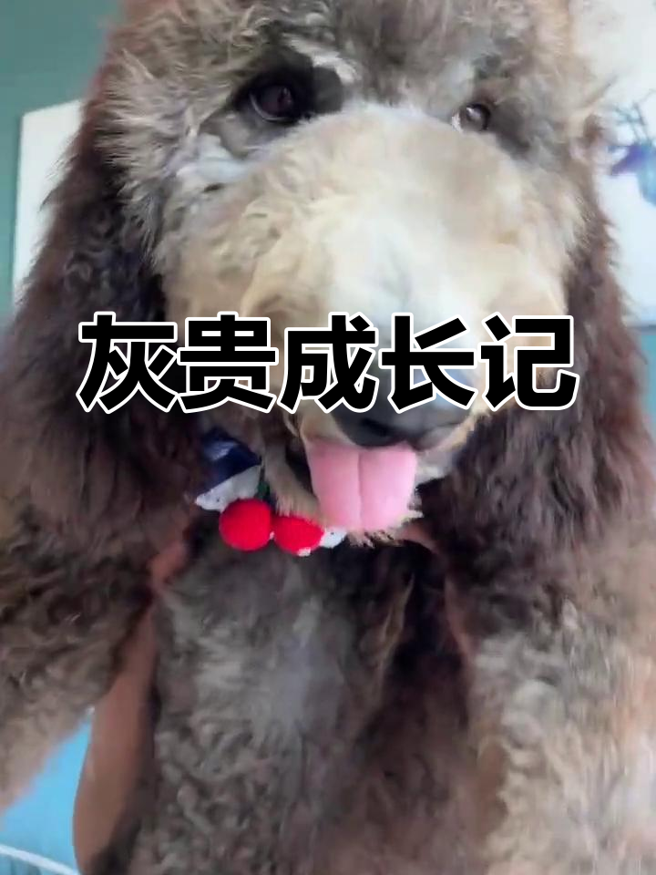 灰色巨贵蜕变,成年后更显优雅!