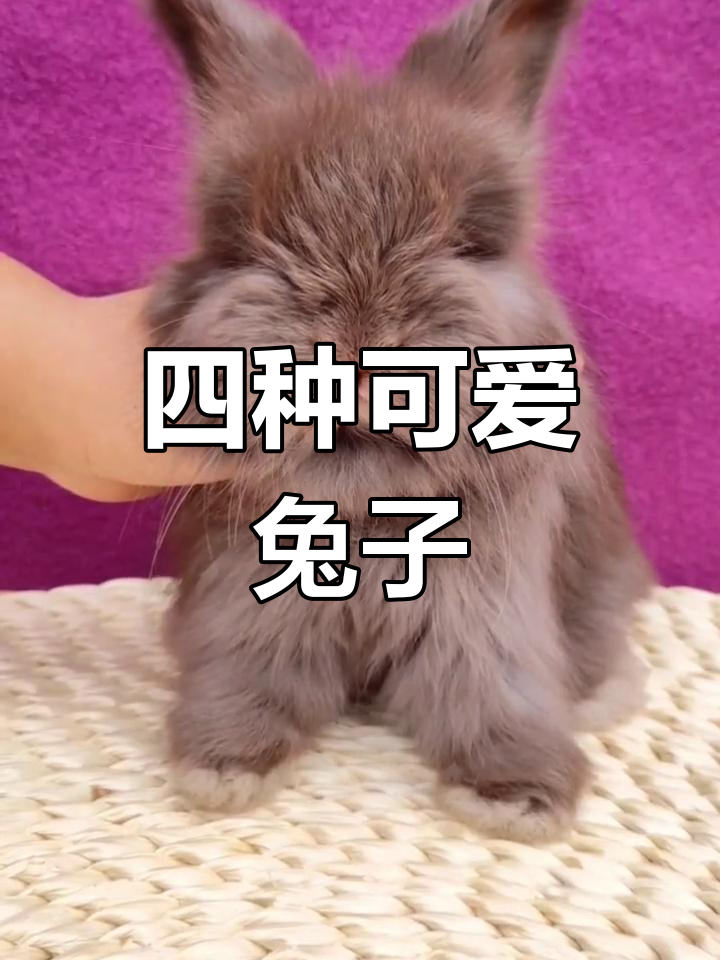 彩色安哥拉兔,四种独特颜色