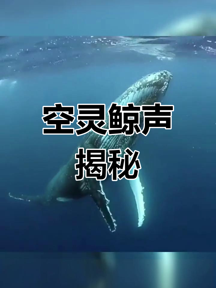 鲸鱼声音的孤独与神秘