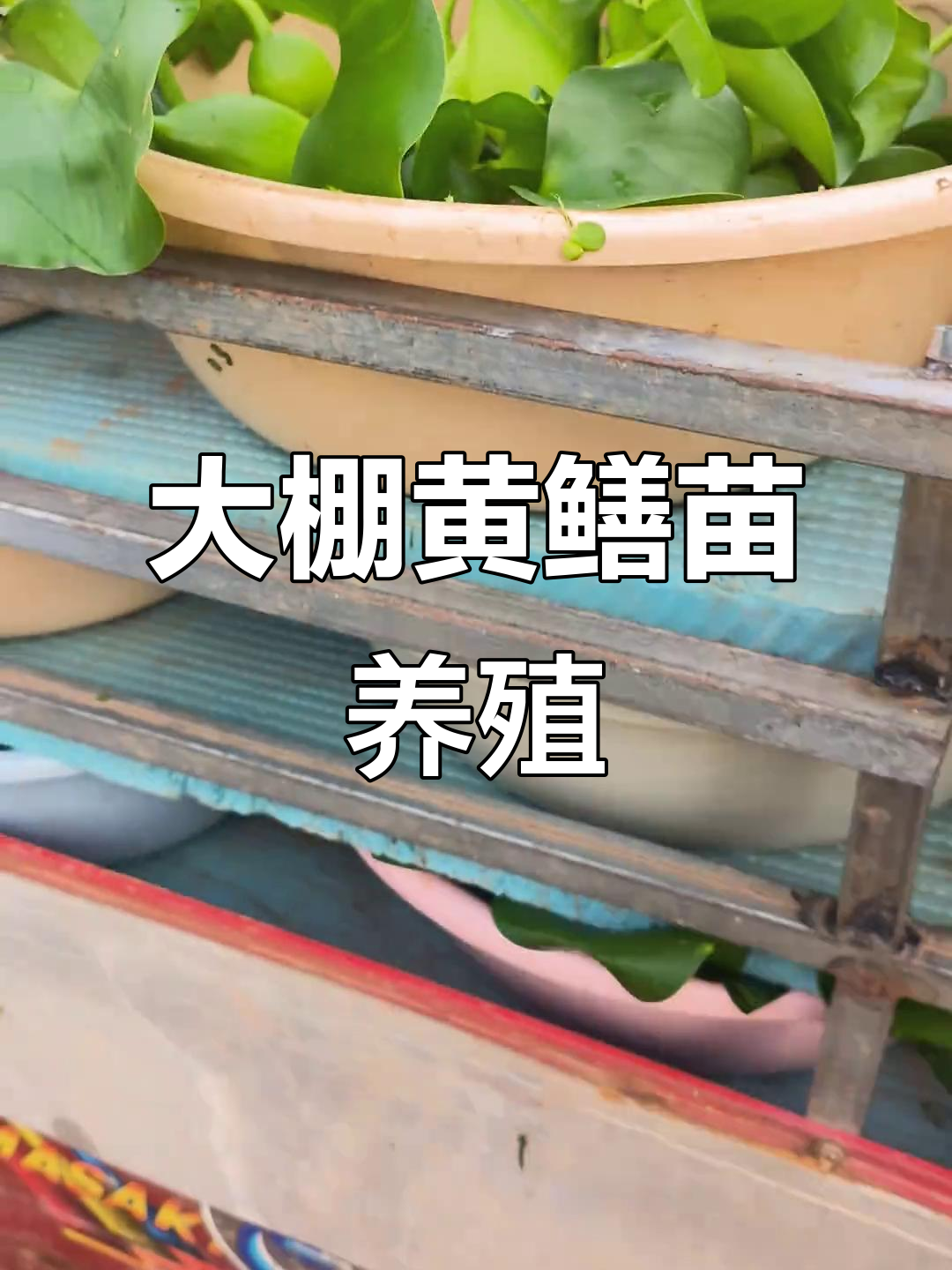 家里为什么不能养黄鳝为什么在线