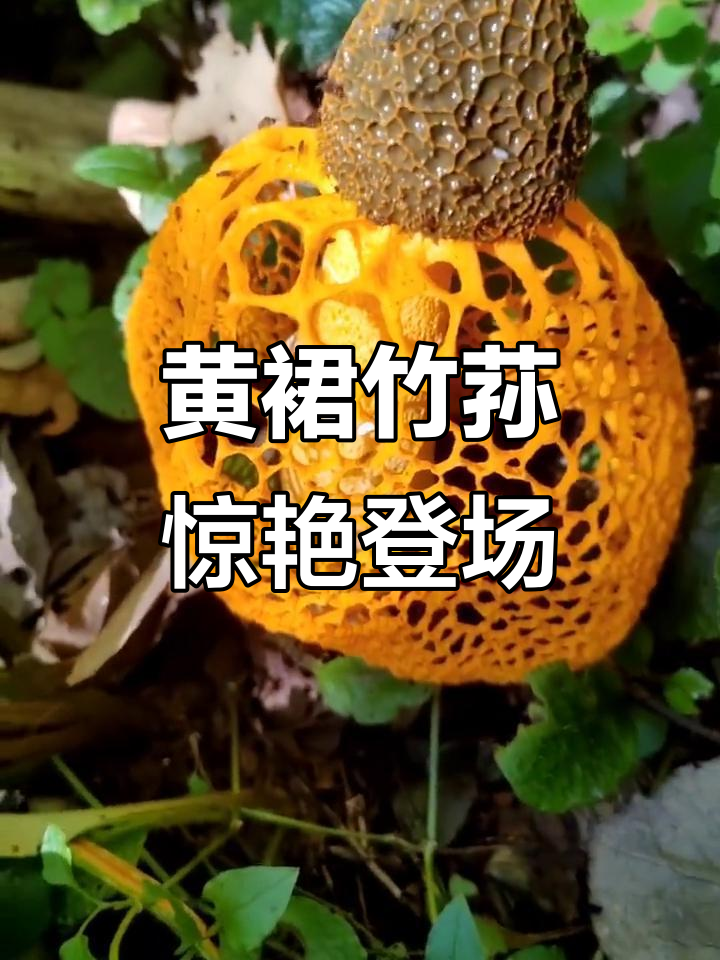 野外首次发现黄裙竹荪,竟然这么美!