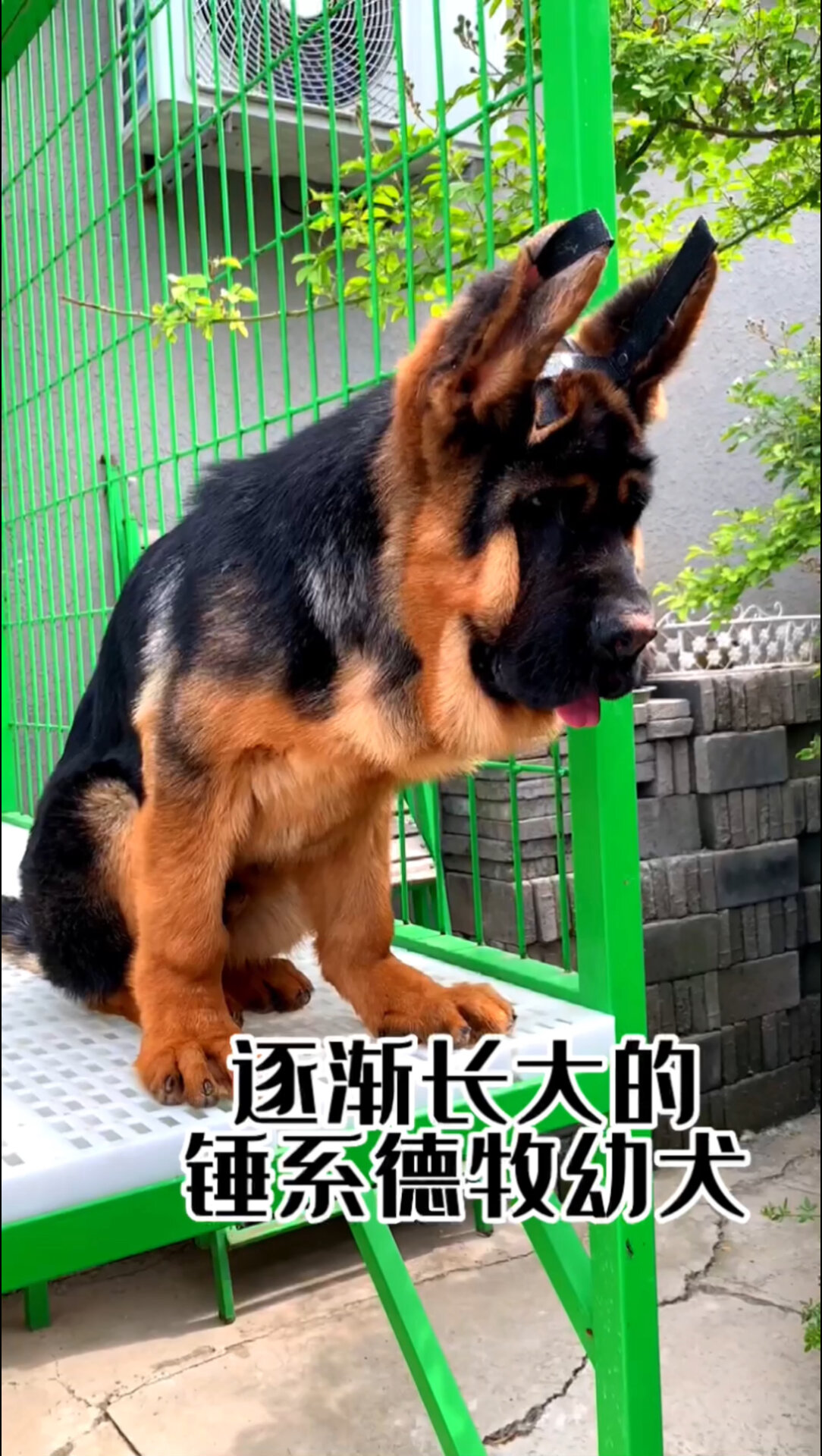 逐渐长大的锤系德牧幼犬越来越霸气了中