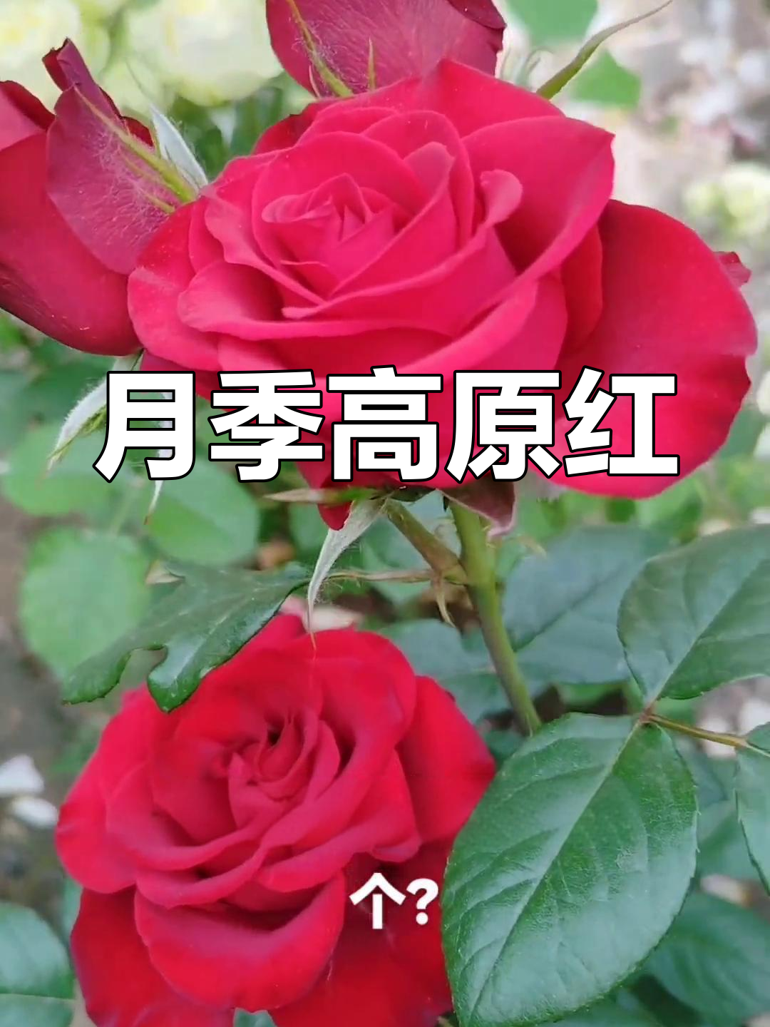 高原红月季,综合表现优秀,值得推荐