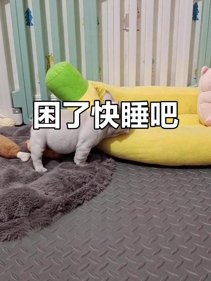 困了就去睡觉,傻乎乎的样子真可爱