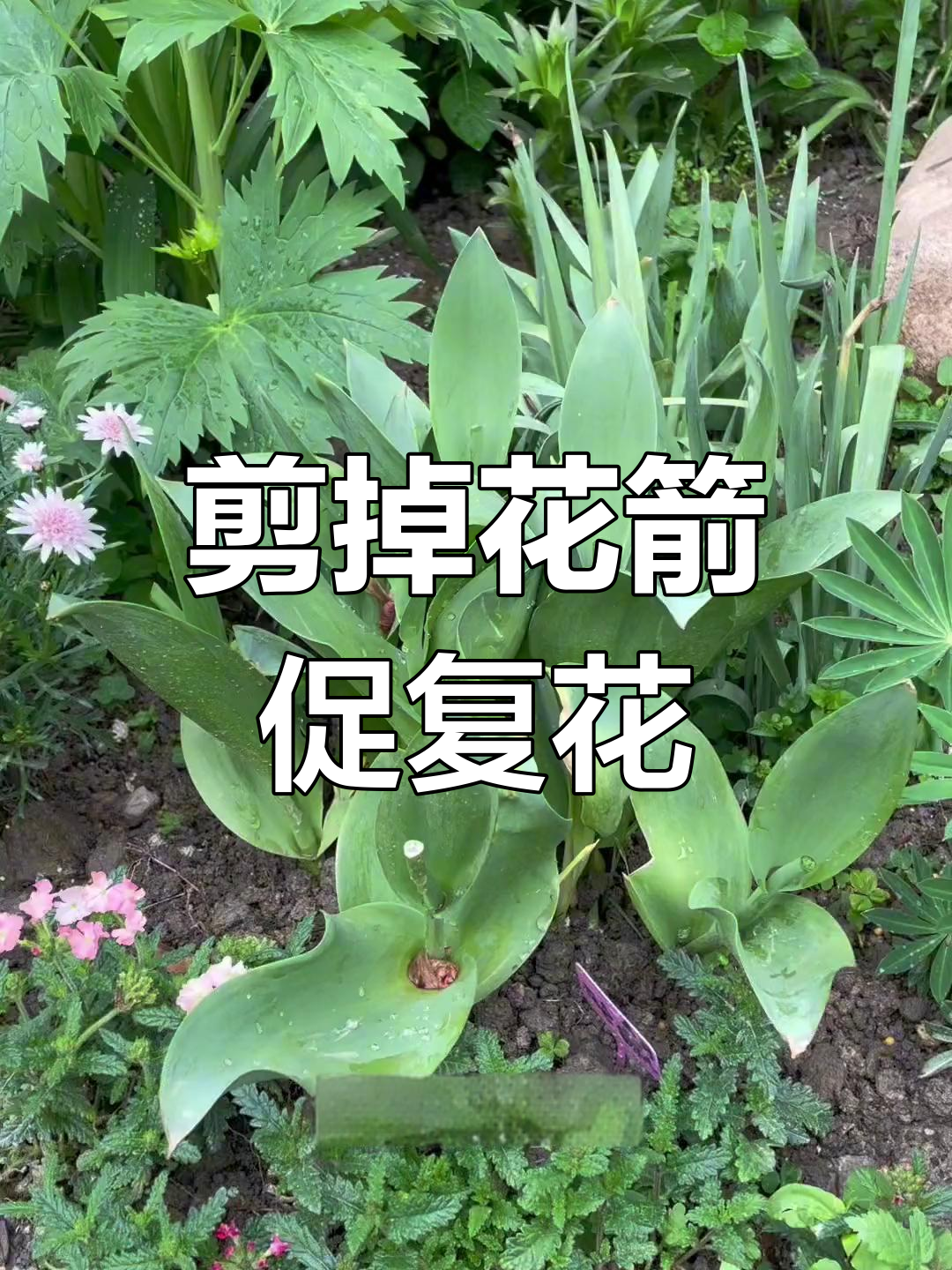 郁金香花蕊要剪掉么图片