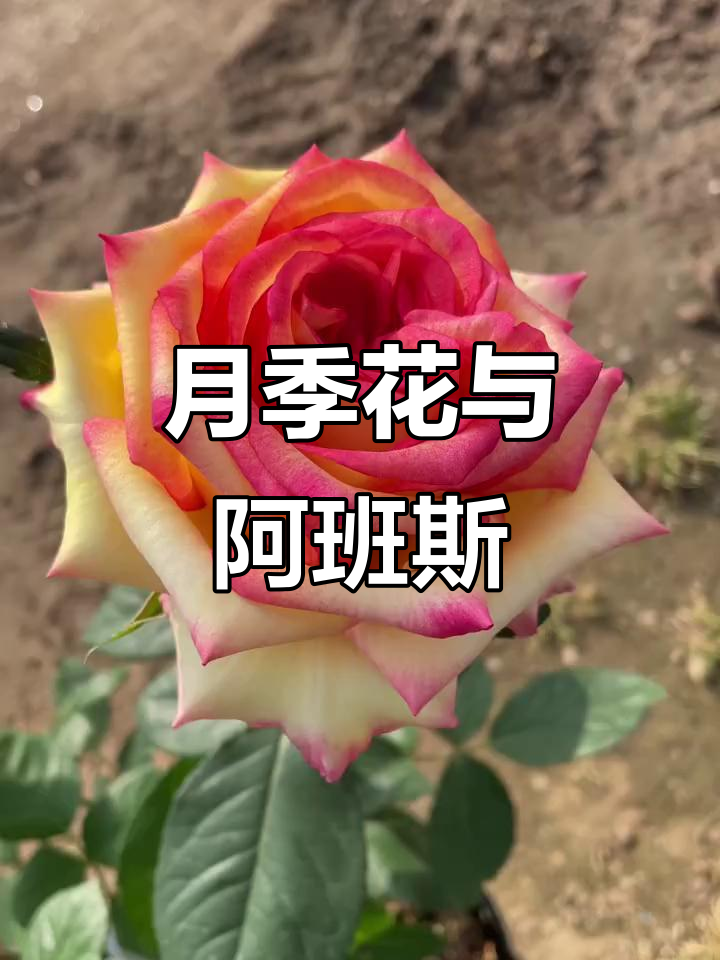 阿班斯月季与玫瑰的美丽邂逅