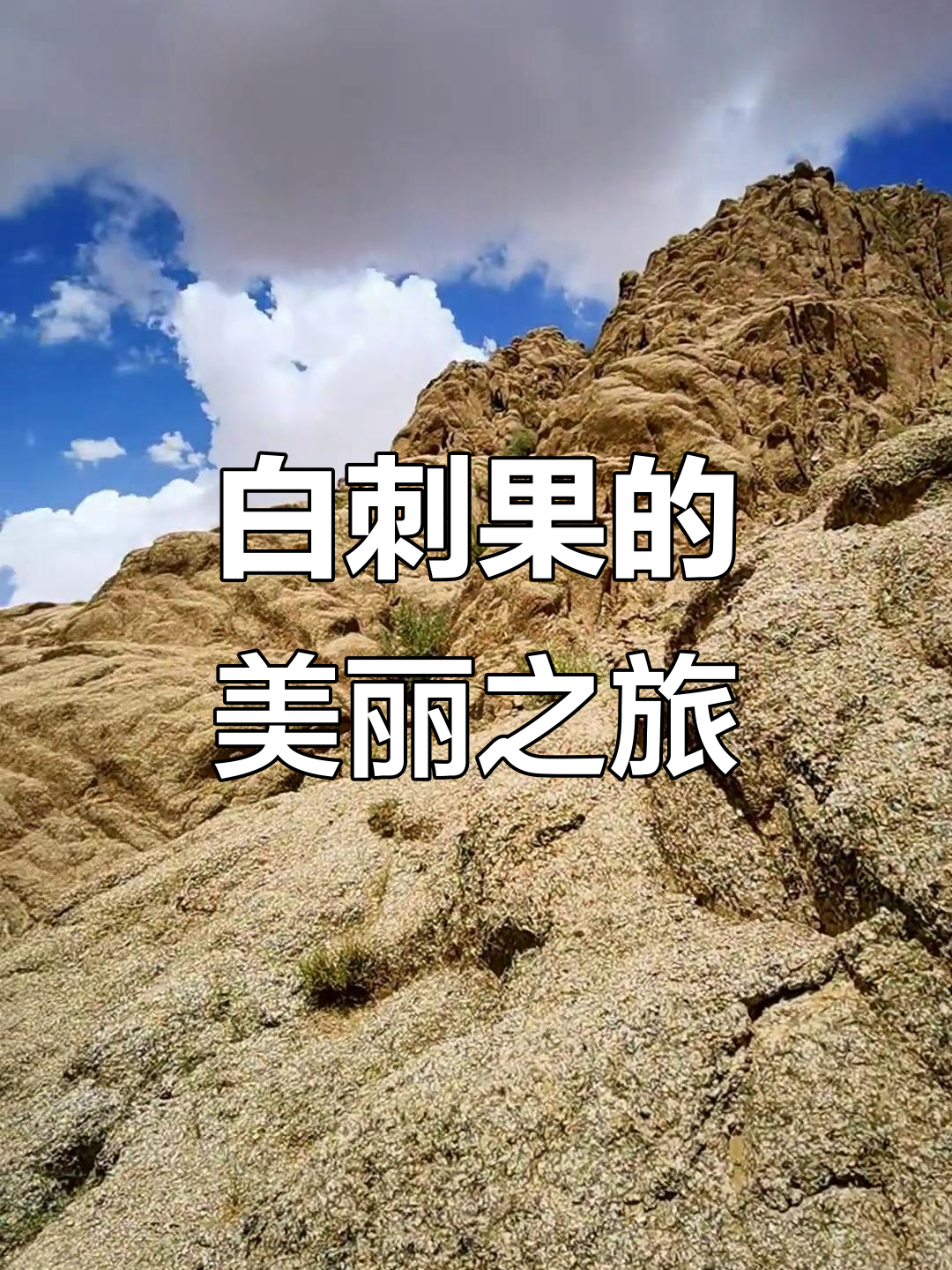 沙漠中的白刺果,鲜红欲滴让人惊艳!