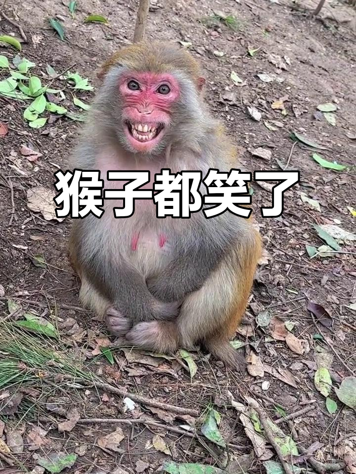 猴子笑得好开心,竟然有同框画面!