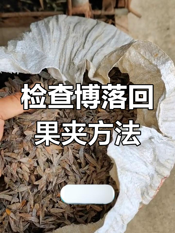 博落回果夹图片