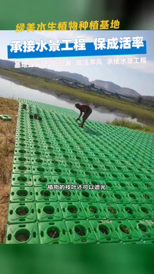 水生植物生态浮床
