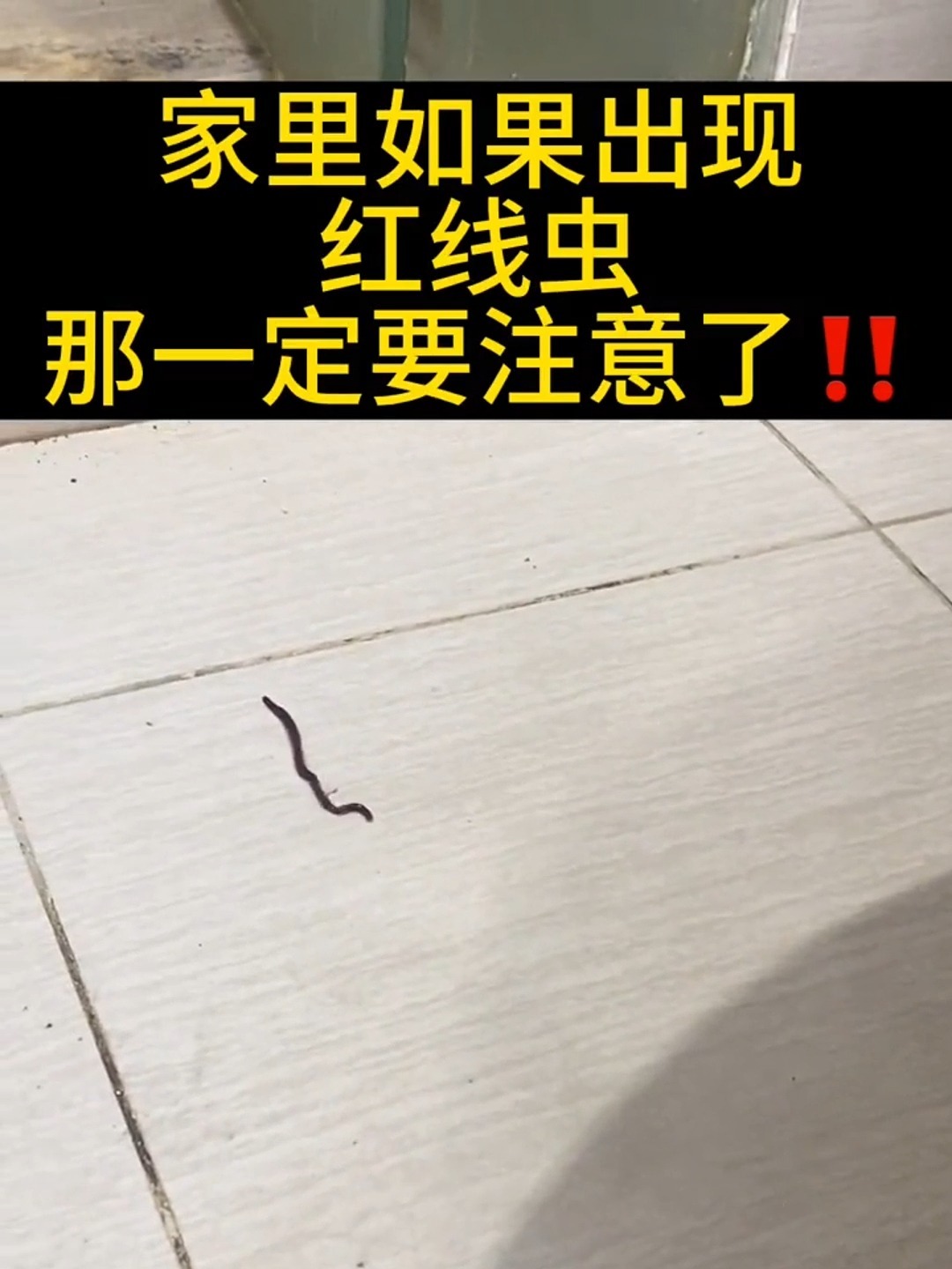 家里的卫生间发现这种红线虫,你就要注意了