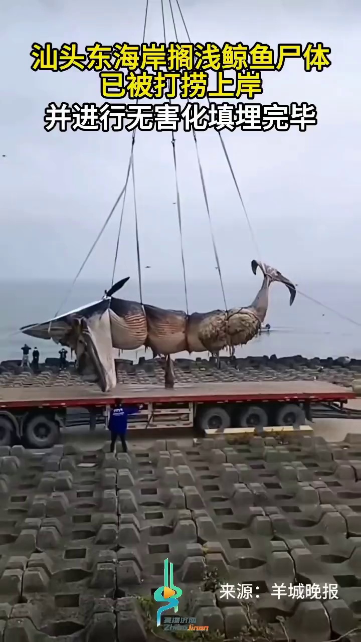 汕头东海岸搁浅鲸鱼尸体已被打捞上岸,并进行无害化填埋完毕