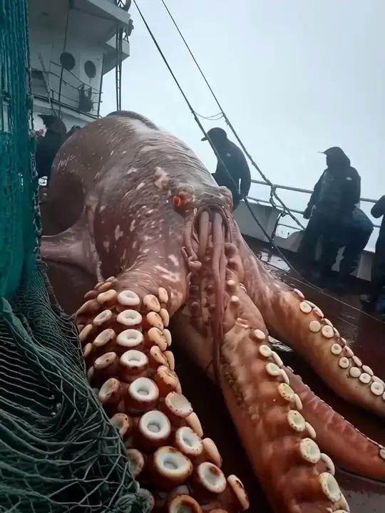 深海怪兽系列,快来吃海鲜 深海怪兽 海怪 深海恐惧症 海鲜美食