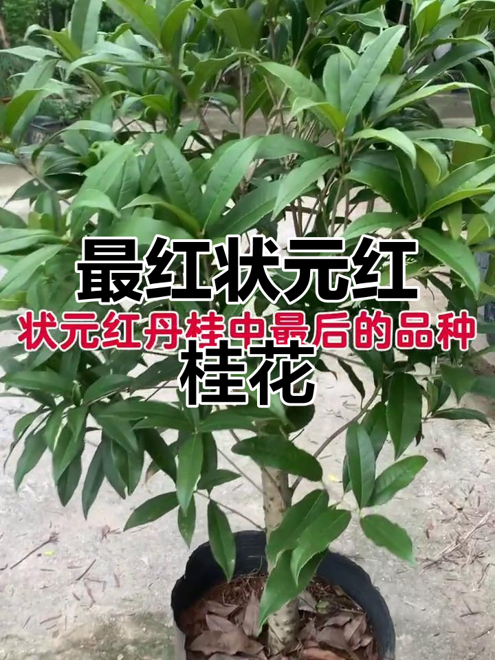 状元红桂花:丹桂中最红的品种,雨天里的宁静时光