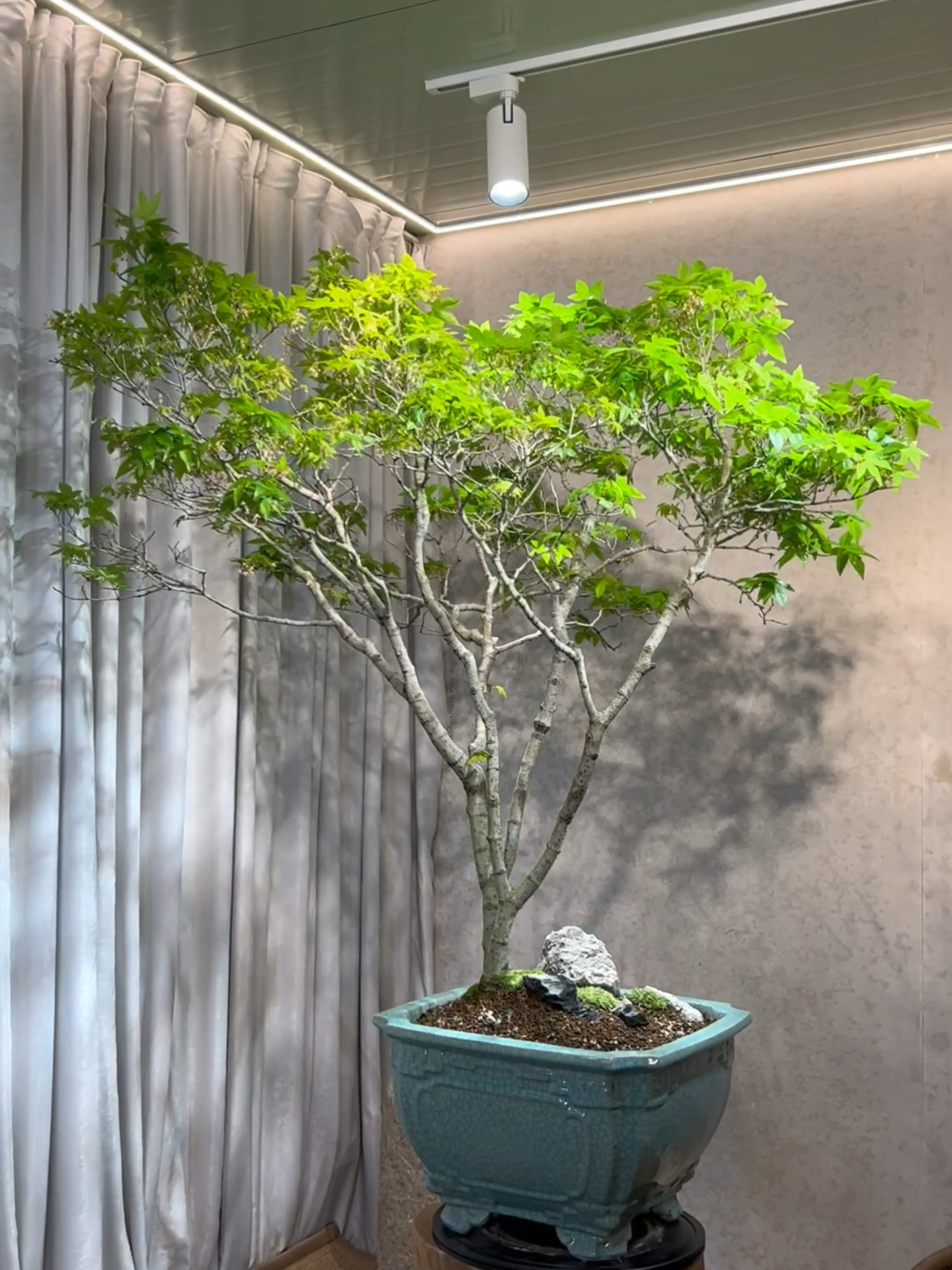 大树满贯型海岛石枫 多角度欣赏一片嫩绿