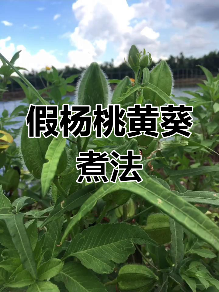 黄葵汤图片