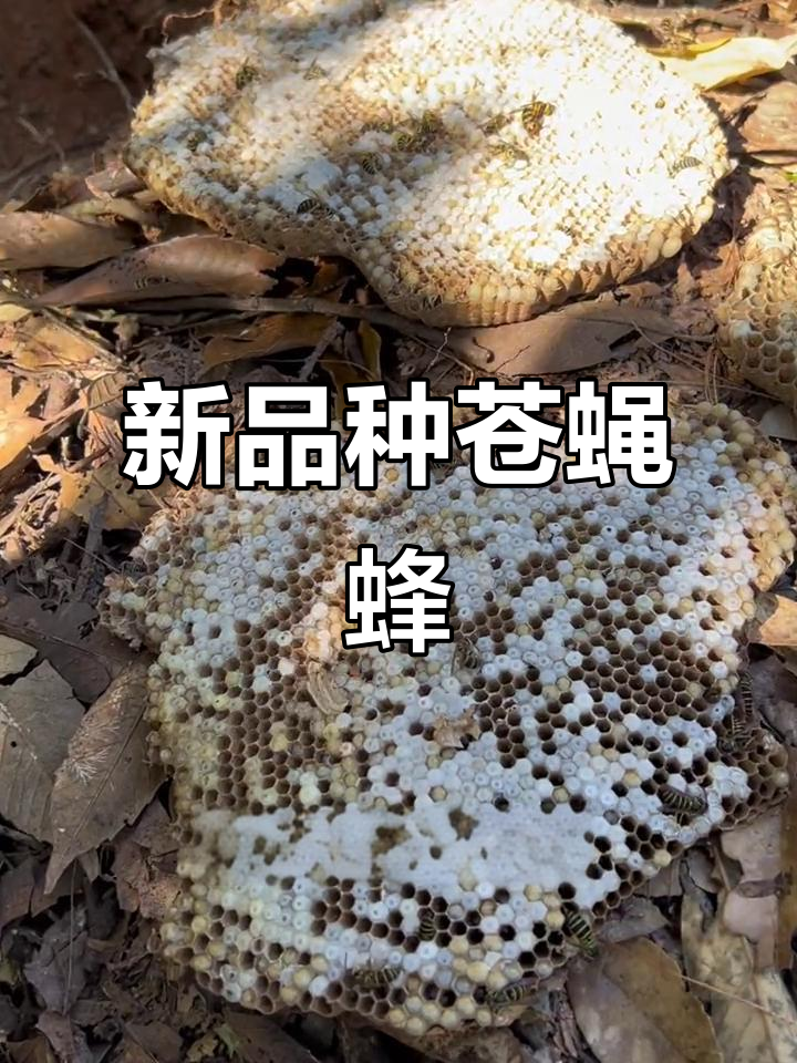 挖到新蜂种,土里的苍蝇蜂太香了!