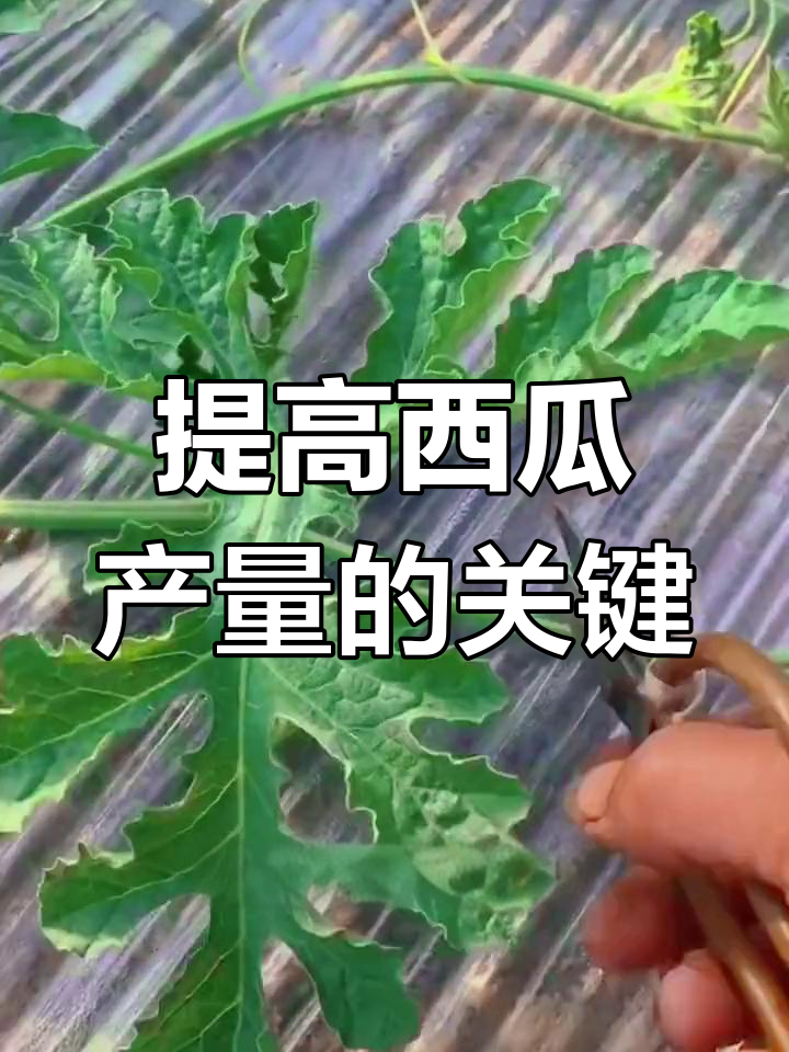 西瓜打杈打顶技巧,提高产量秘诀大公开
