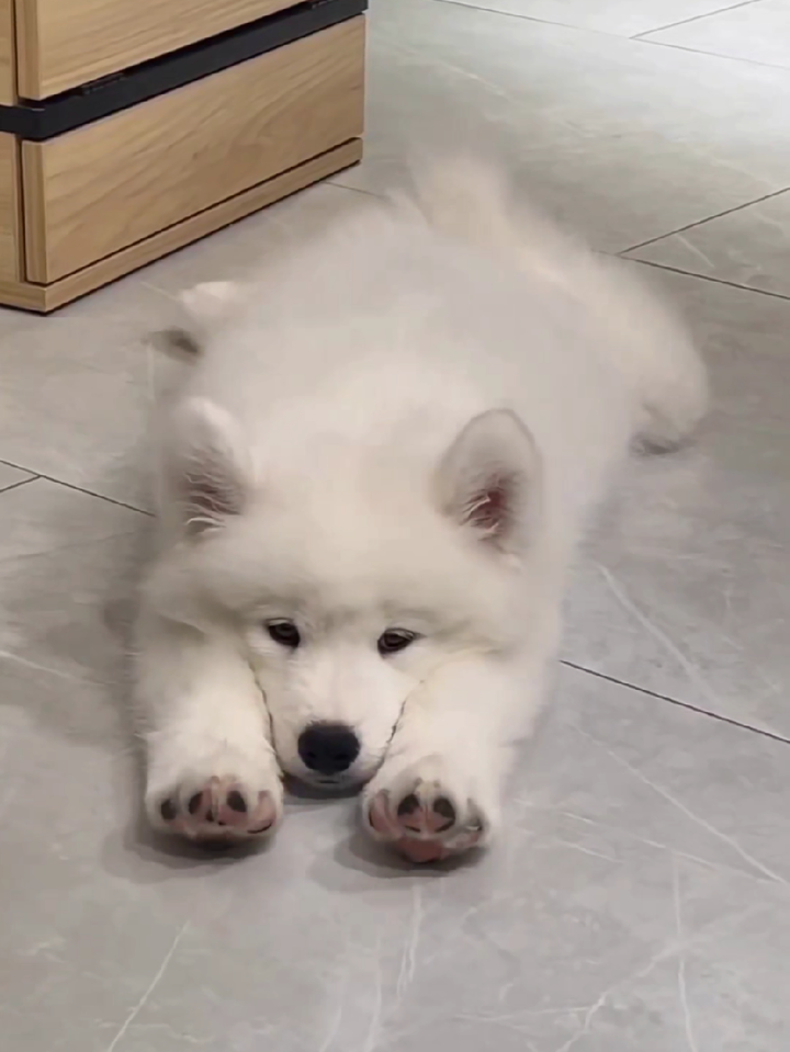 这个世界不能没有小狗呀,微笑天使萨摩耶