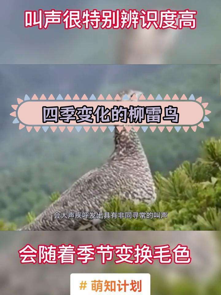 雷鸟四季的变化图片