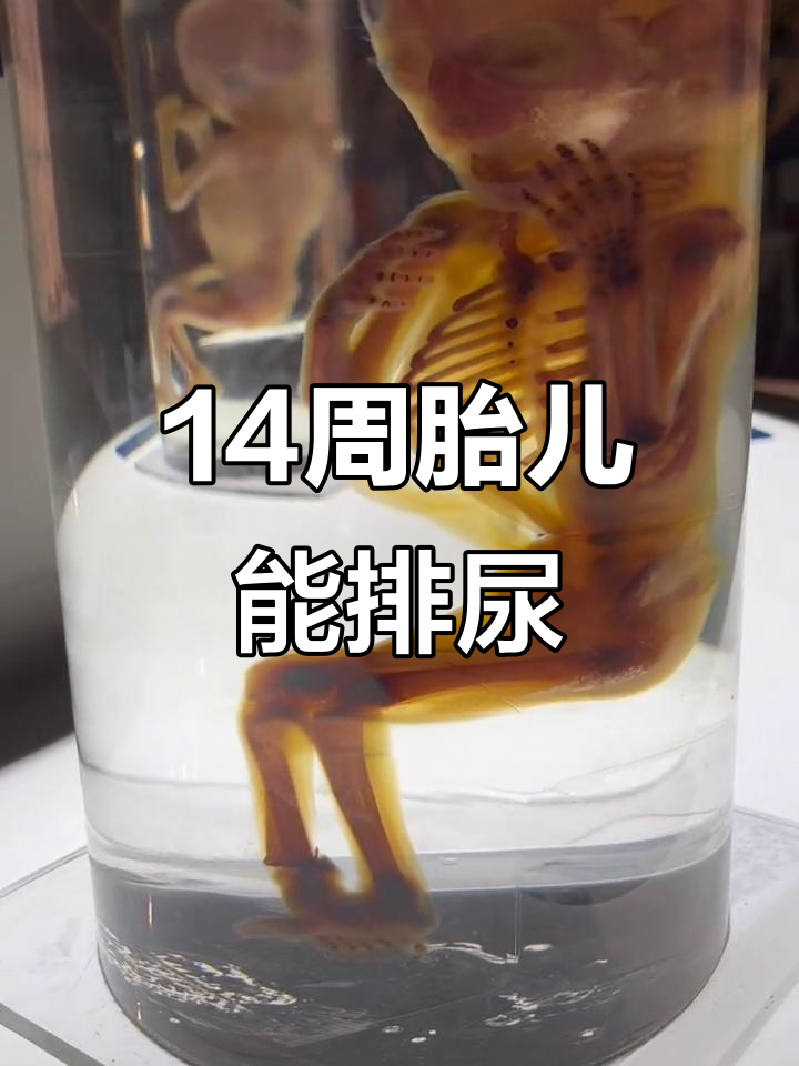 14周胎儿已具备排尿功能,羊水循环超有趣