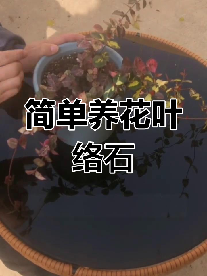 花叶络石浇水方法图片