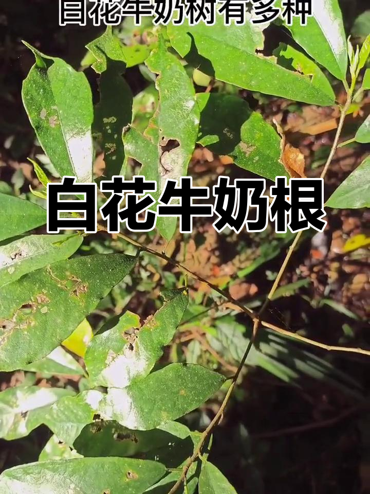 木牛的牛奶树图片