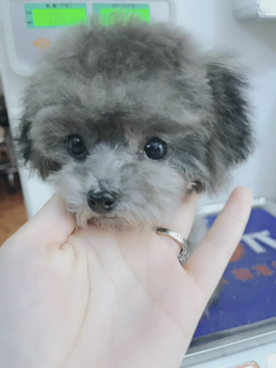六个半月灰色小体泰迪1.4斤啦