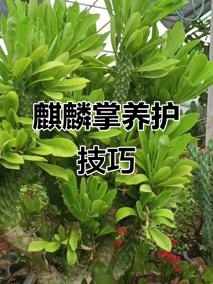 麒麟掌养护全攻略:光照,浇水,施肥与温度管理