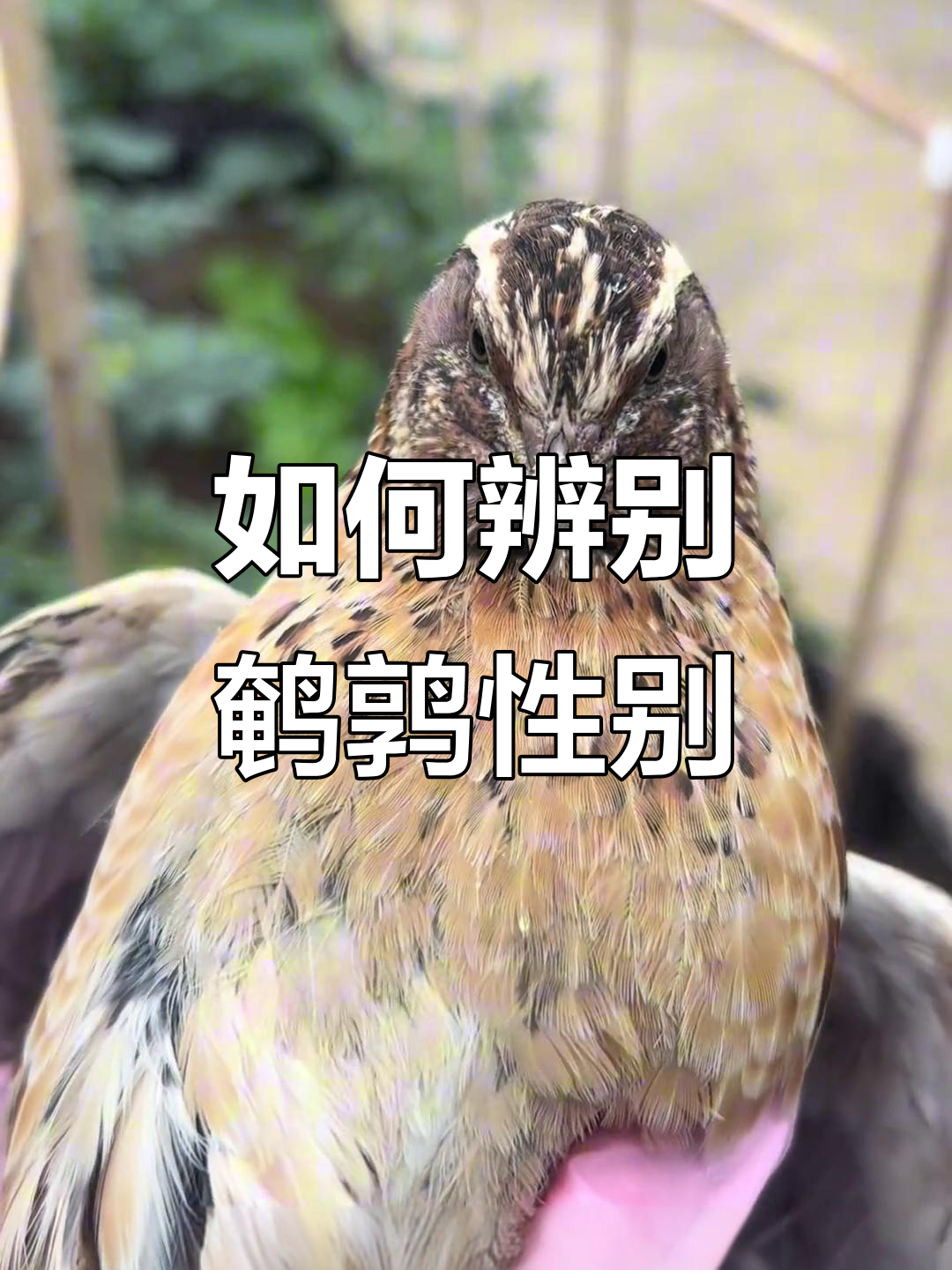 分辨鹌鹑公母的两种方法,简单又实用