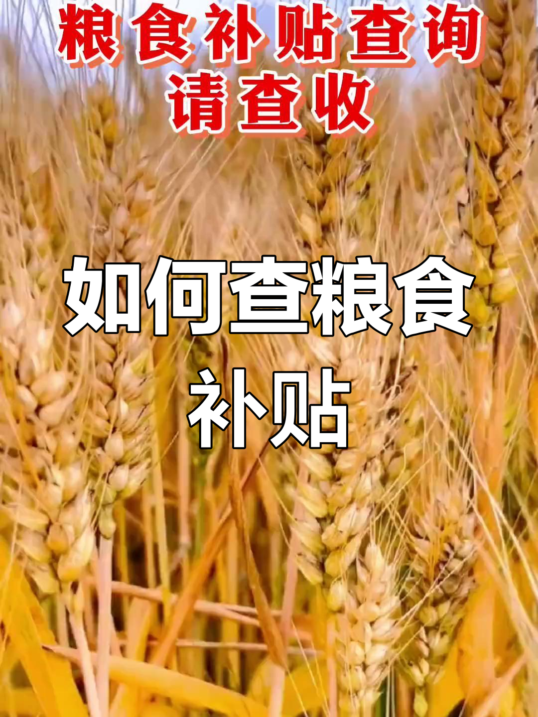 粮食补贴查询指南